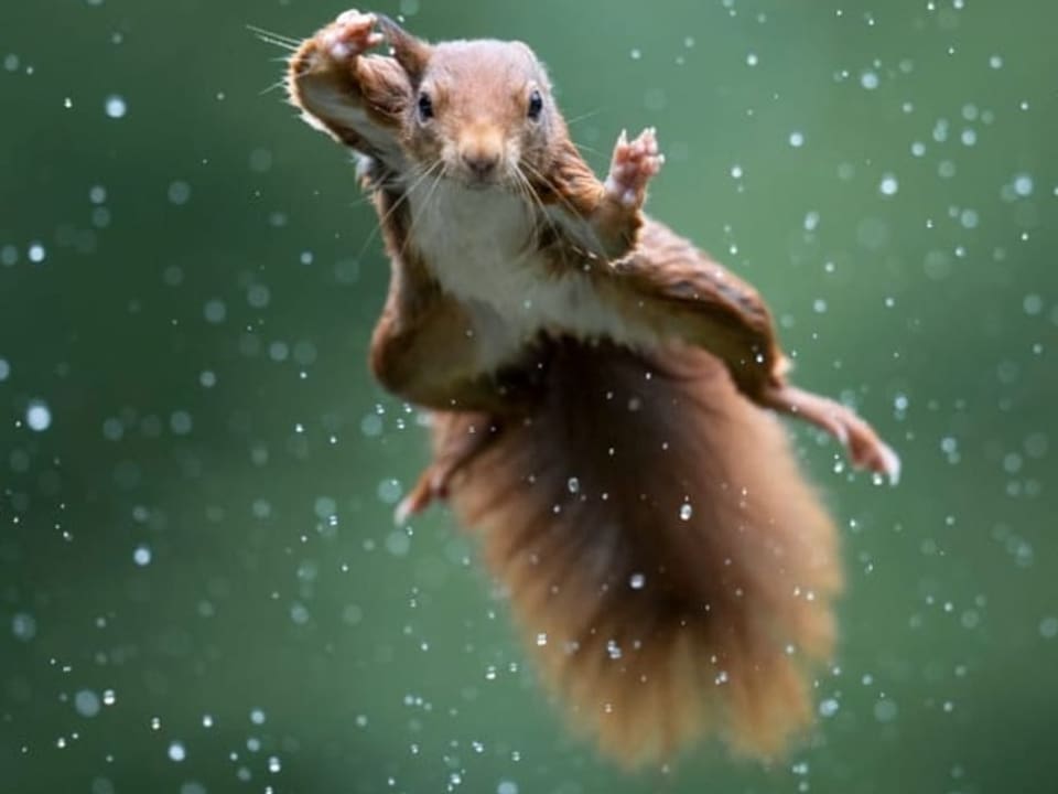 Eichhörnchen springt