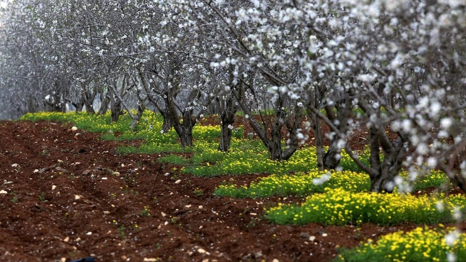 Blühende Mandelbäume im Nahen Osten.
