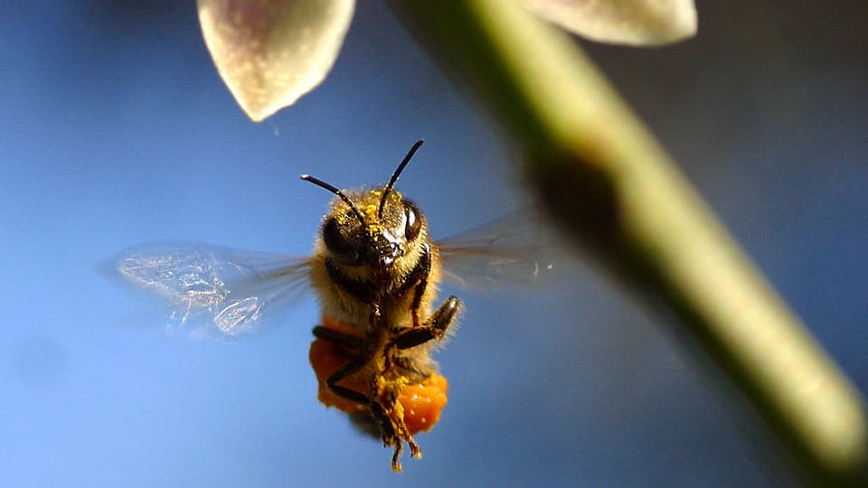Eine Biene im Flug in Nahaufnahme.