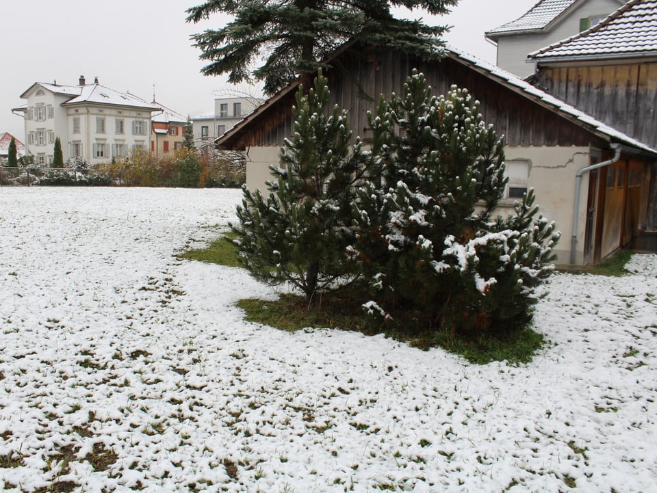 Leicht verschneite Wiese in Bütschwil.