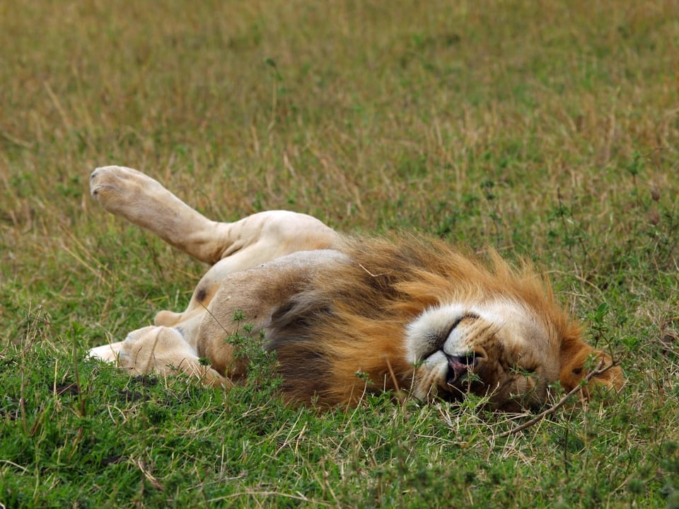 Ein Löwe liegt schlafend auf dem Rücken in einer Wiese