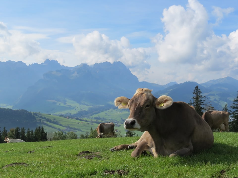 Eine Kuh liegt im Gras, dahinter das Appenzellerland.