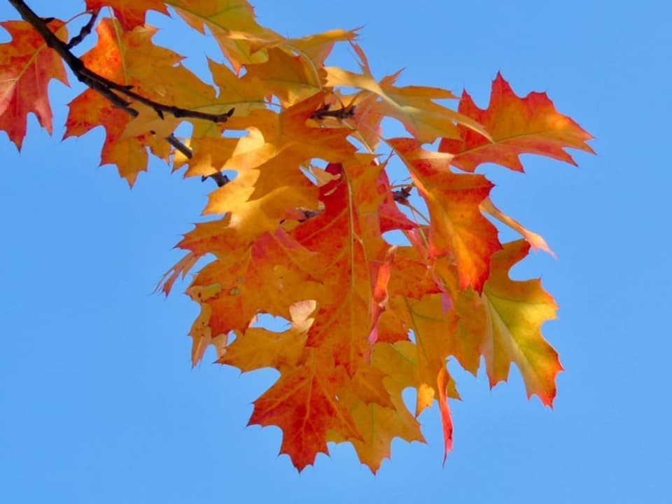 Rote Blätter vor blauem Himmel