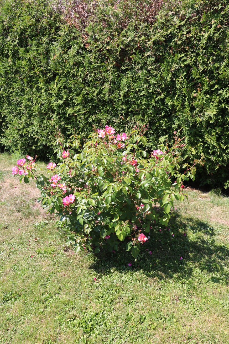 Rosenbusch mit kleinem Schatten.