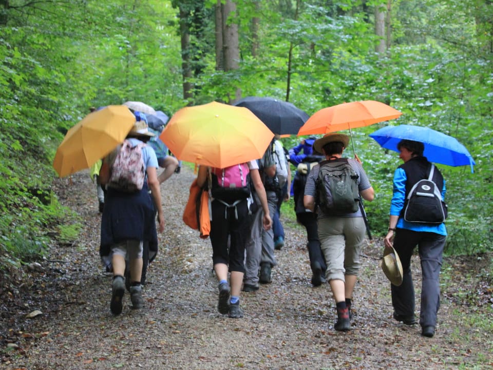 Wandergruppe mit orangen Schirmen auf einem Wanderweg im Wald.