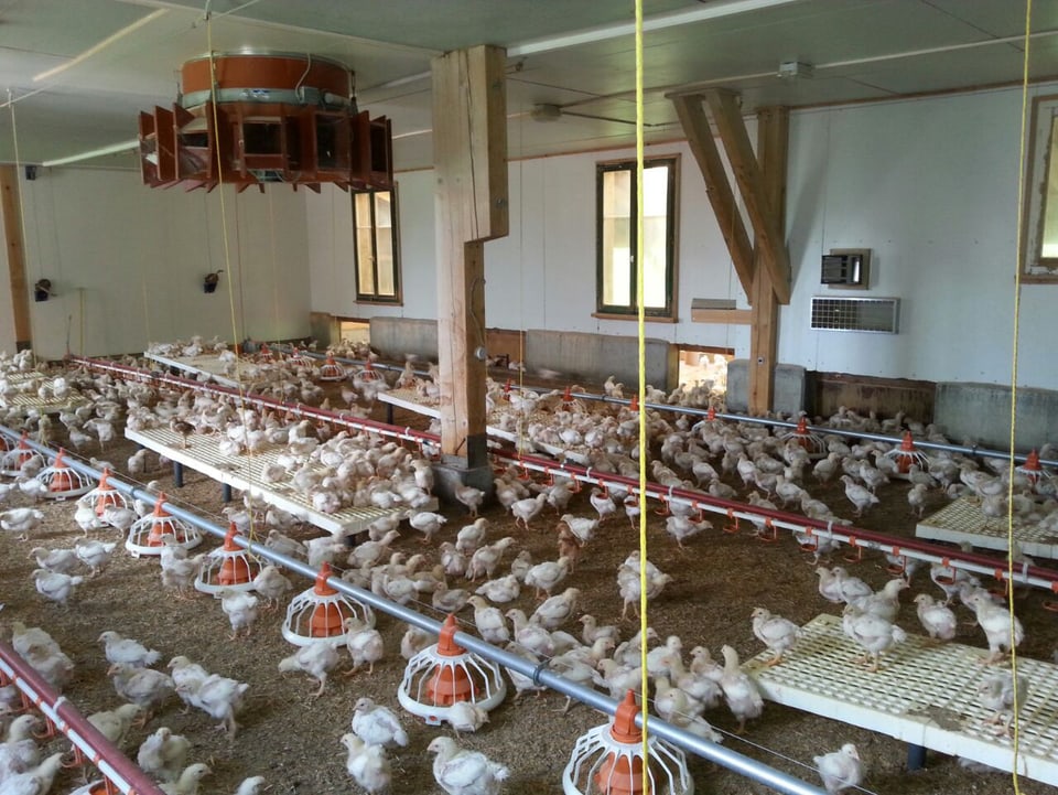 Ein riesiger Stall mit vielen weissen Hühnern und Futterstationen.