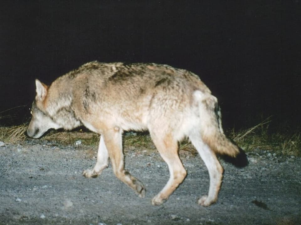 Wolf.