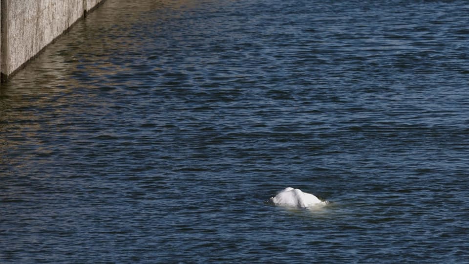 Der Wal schwimmt in der Seine.