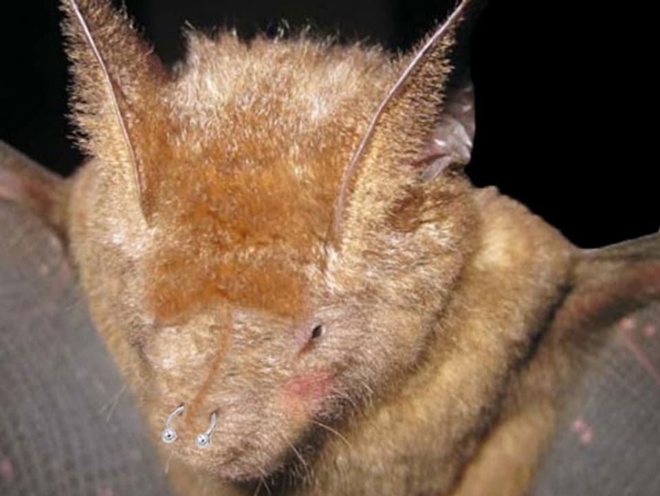 Schöner Griffin's Leaf-Nosed Bat