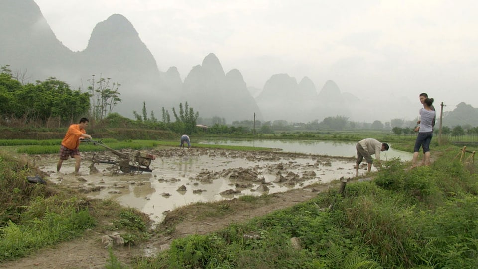 Menschen stehen im knöcheltiefen Wasser, umgeben von grünen Felder, dahinter Karstgebirge.