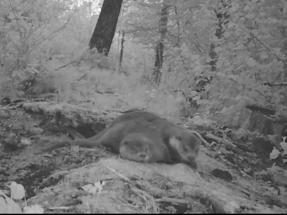 Junge Otter liegen im Wald