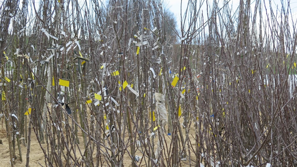 Bäume und Sträucher