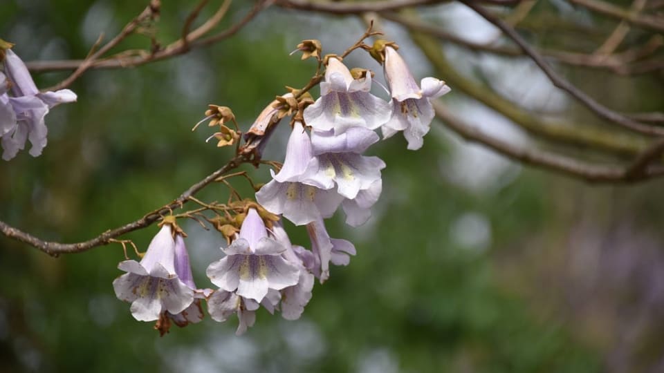 Blüten des Blauglockenbaums