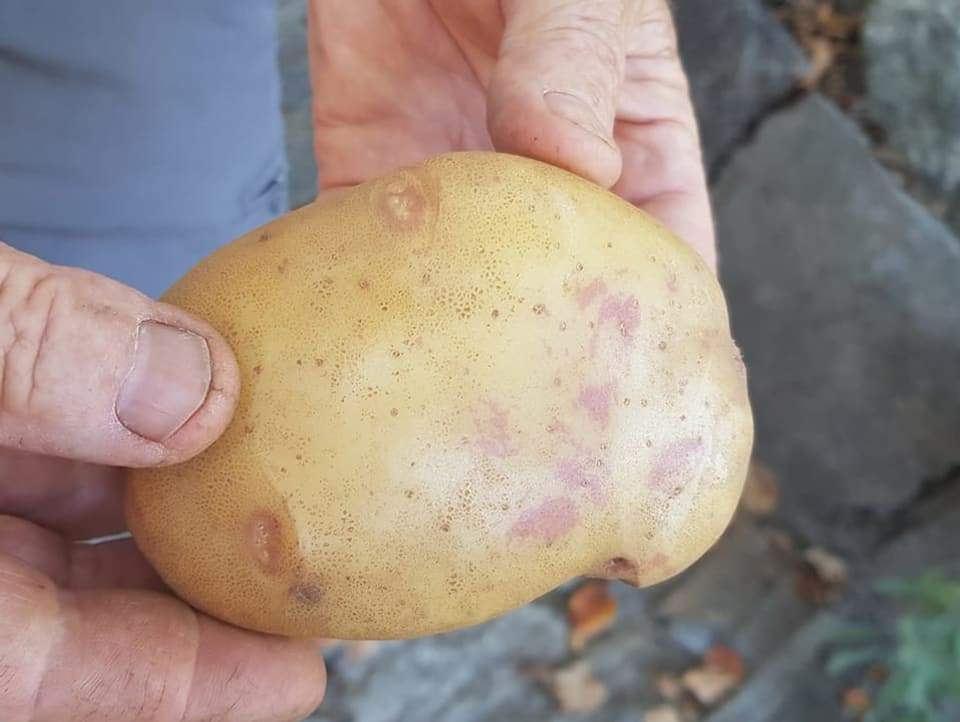 Eine grosse Kartoffel.