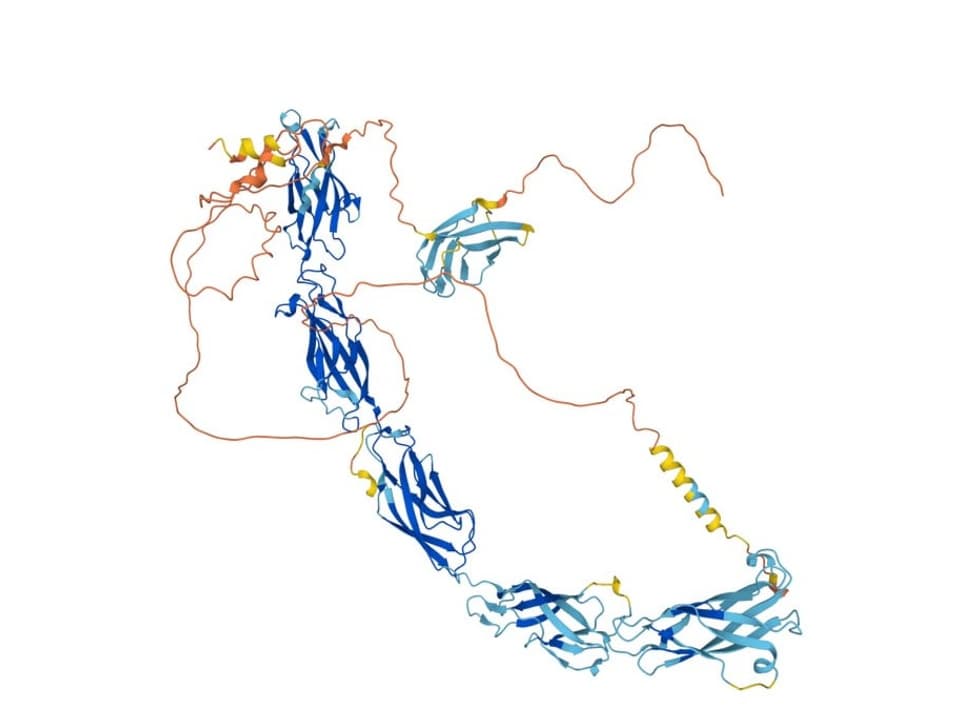 Auf dem Bild ist eine Proteinstruktur zu sehen.