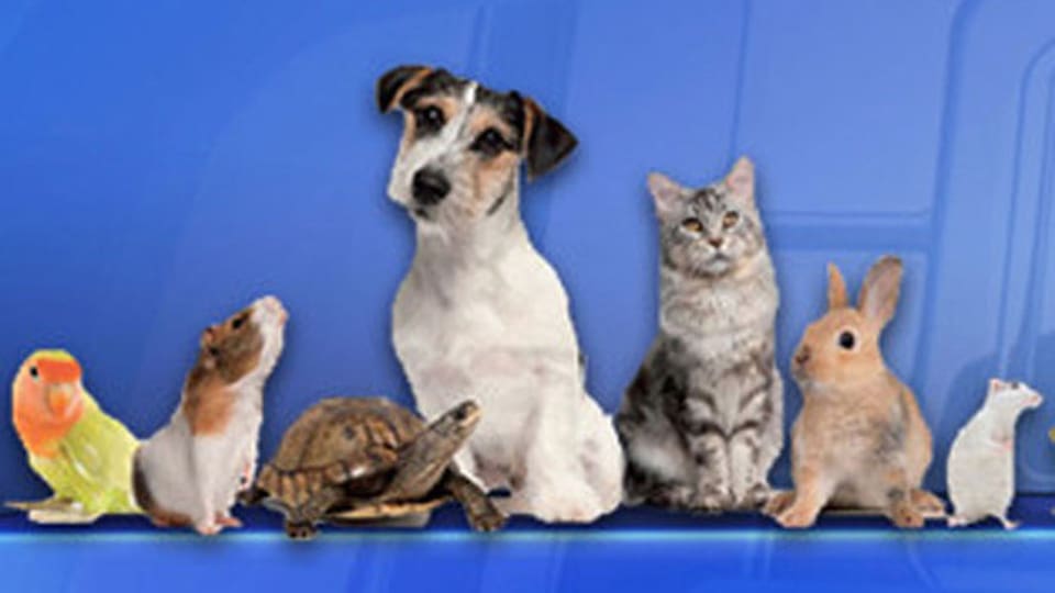 Verschiedene Haustiere vor blauem Hintergrund.