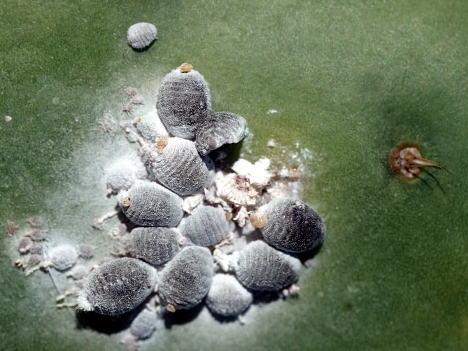 Schwarz-weisse Cochenille-Schildläusen auf einem Kaktus.