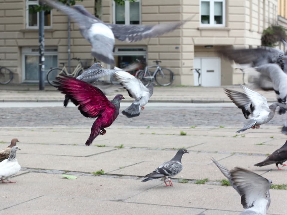 Eine von Julian Charrière eingefärbte Taube in Rottönen inmitten normal gefärbter Tauben auf dem Markusplatz in Venedig.