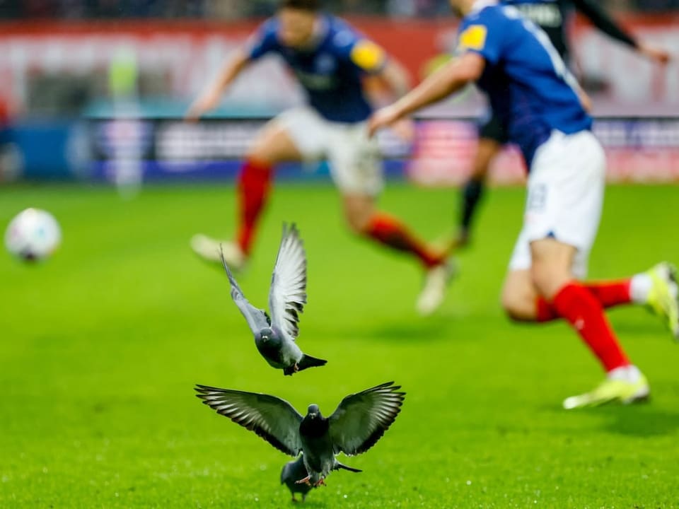 Tauben werden auf dem Rasen von Kiel aufgeschreckt.