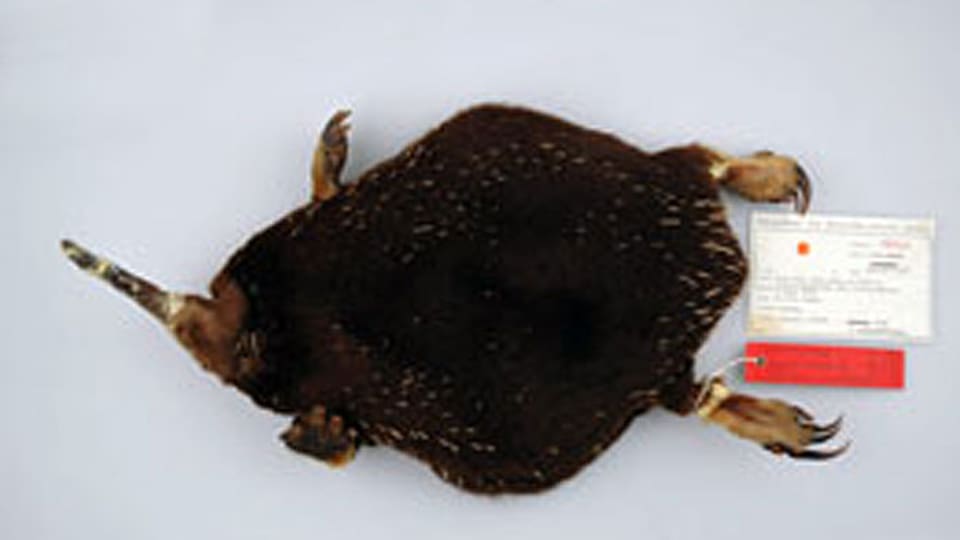 Bild eines toten Igels mit Registrierungs-Kärtchen, das um den Fuss gebunden ist.