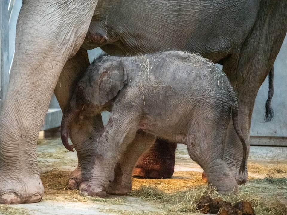 Das Elefantenbaby schmiegt sich an seine Mutter.
