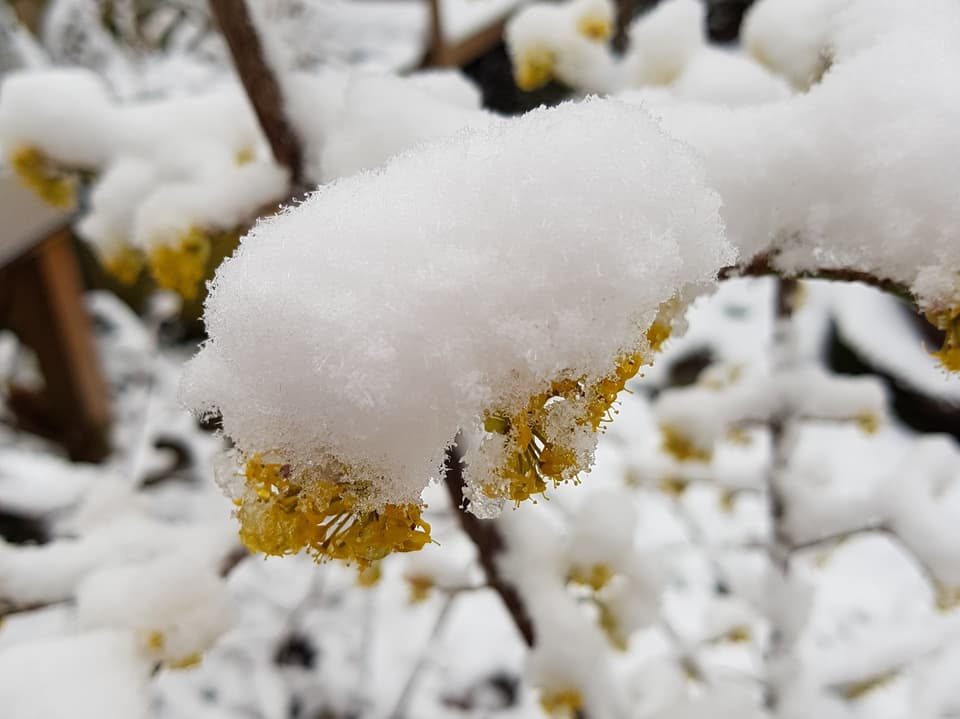 Gelb blühender Baum mit Schnee