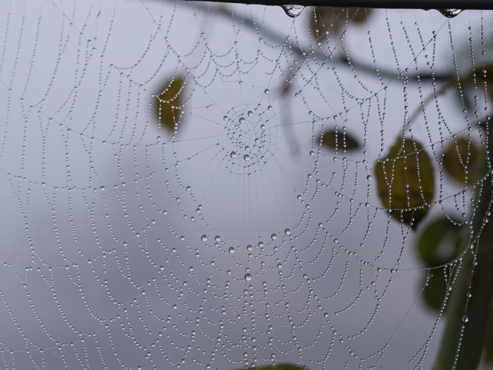 Spinnennetz mit Tautropfen.