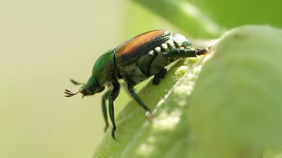 Japankäfer - Japankäfer - eine invasive Art vor der Schweizer Grenze ... - Sammle die erwachsenen japankäfer von deinen pflanzen.