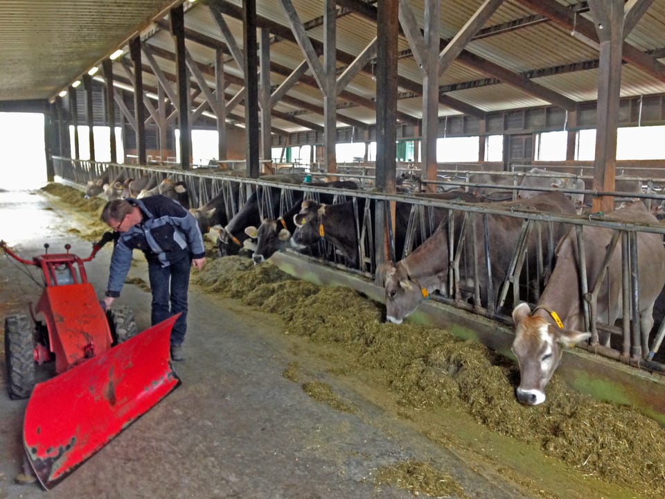 Bauer Hübscher beim Füttern der Kühe im Stall