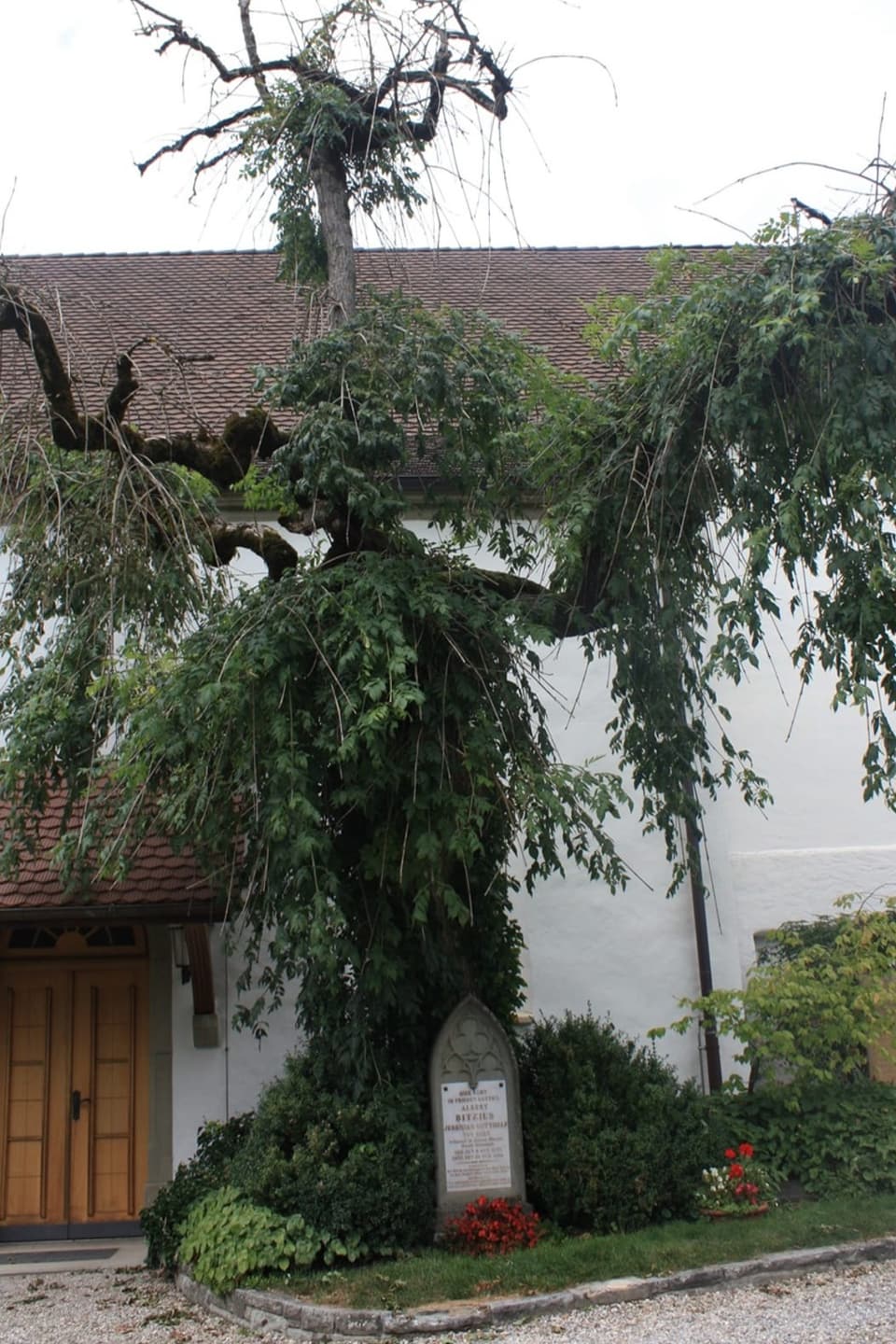 Baum vor der Kircher