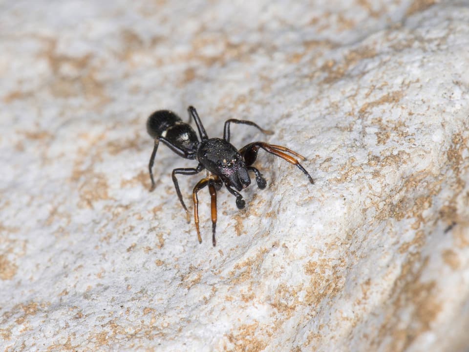 Eine Ameisenspringspinne auf einem Stein