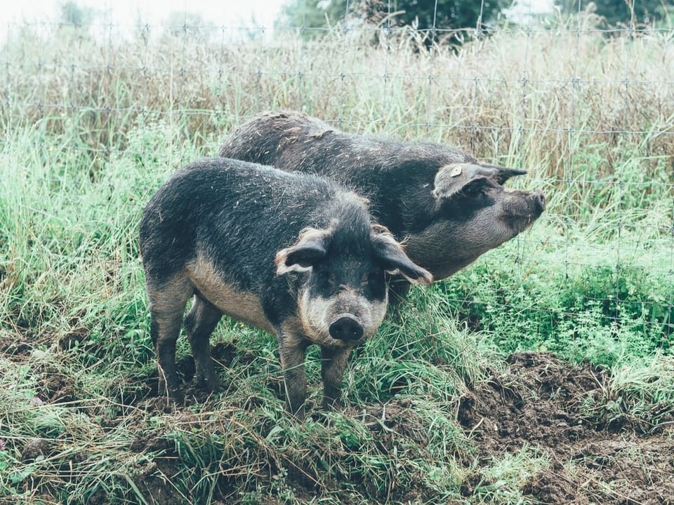 Max und Berta