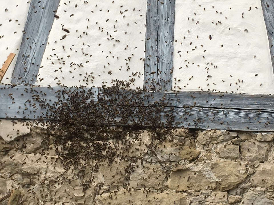Unzählige Bienen an der Hausmauer