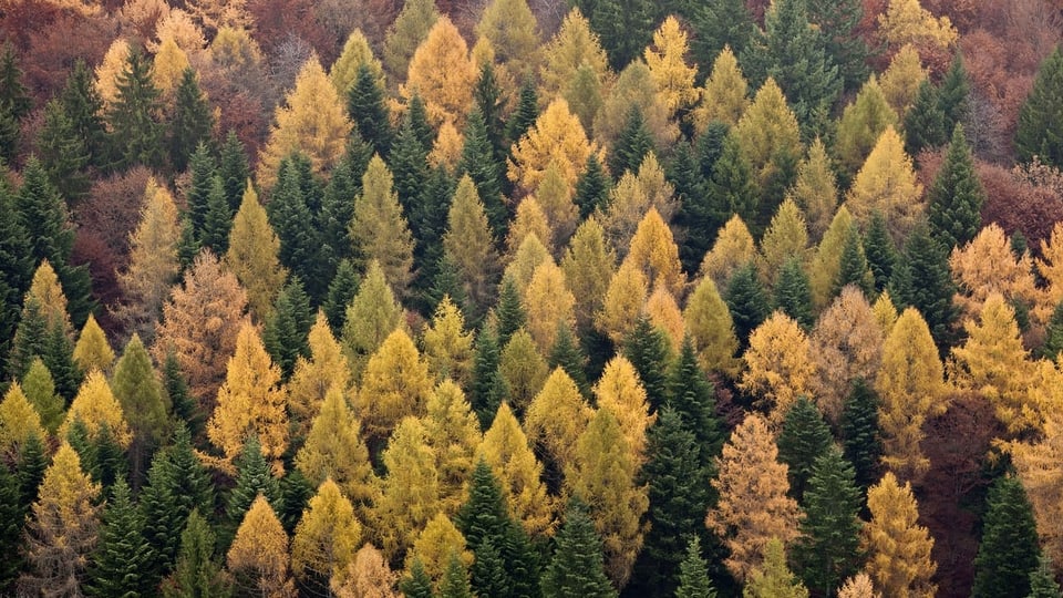 Aufsicht auf einen Tannenwald