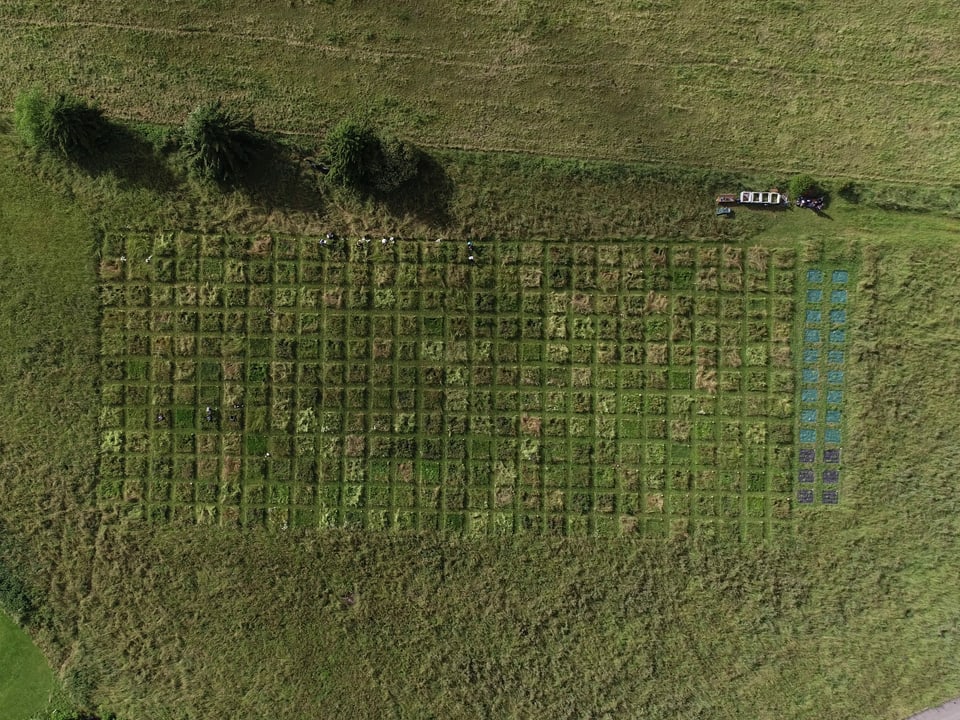 Eine Wiese von oben, die in ein Raster aufgeteilt ist.