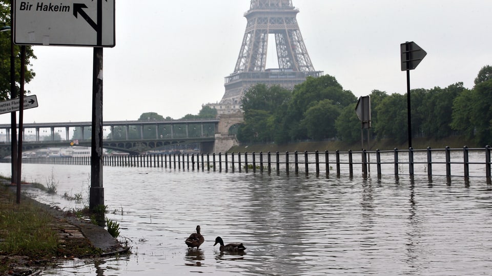 Der über die Ufer getretene Fluss Seine in Paris. Im Vordergrund zu sehen: Enten. Im Hintergrund: der Eiffelturm.