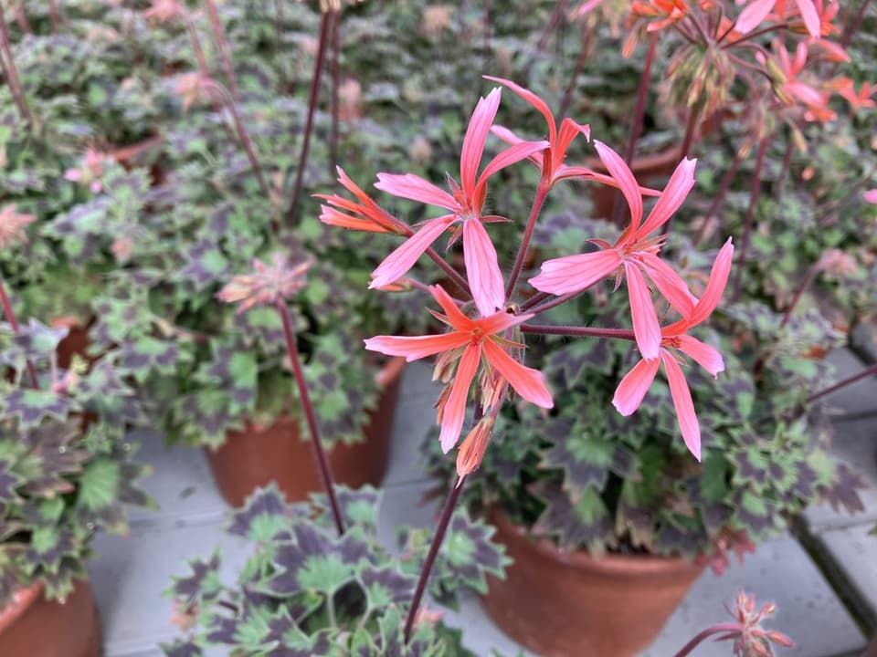 Hellrosa längliche Blütenform.