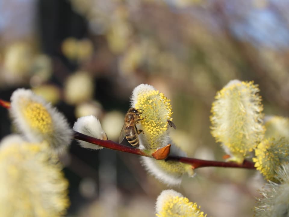 Eine Biene sucht auf einem aufgeblühten Palmkätzchen nach Nektar.