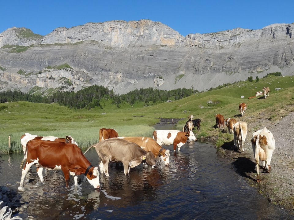 Einige Kühe stehen in einem Weiher. Im Hintergrund sieht man eine Felswand.