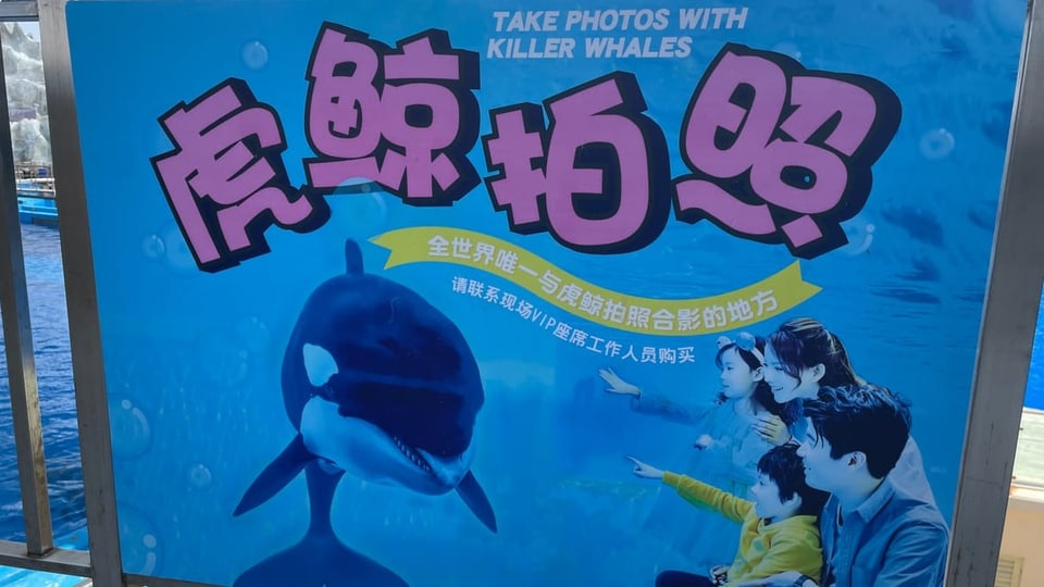 «Lassen Sie sich mit einem Killerwal fotografieren», steht auf der Werbetafel.