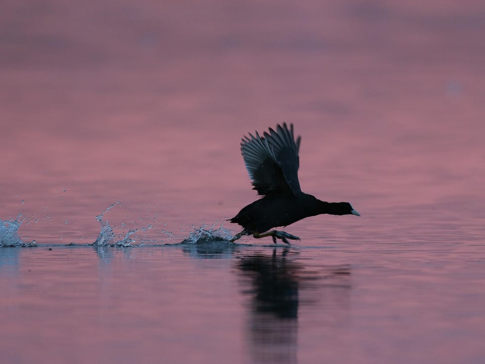 Ente fliegt knapp über See