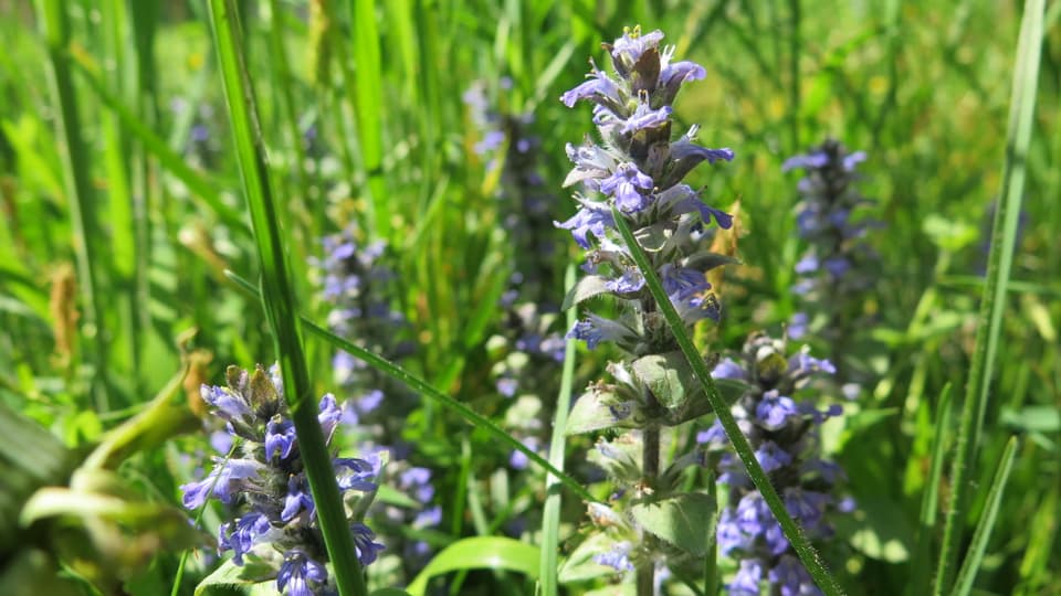 Die Pflanze mit violett-blauen, kleinen Blüten