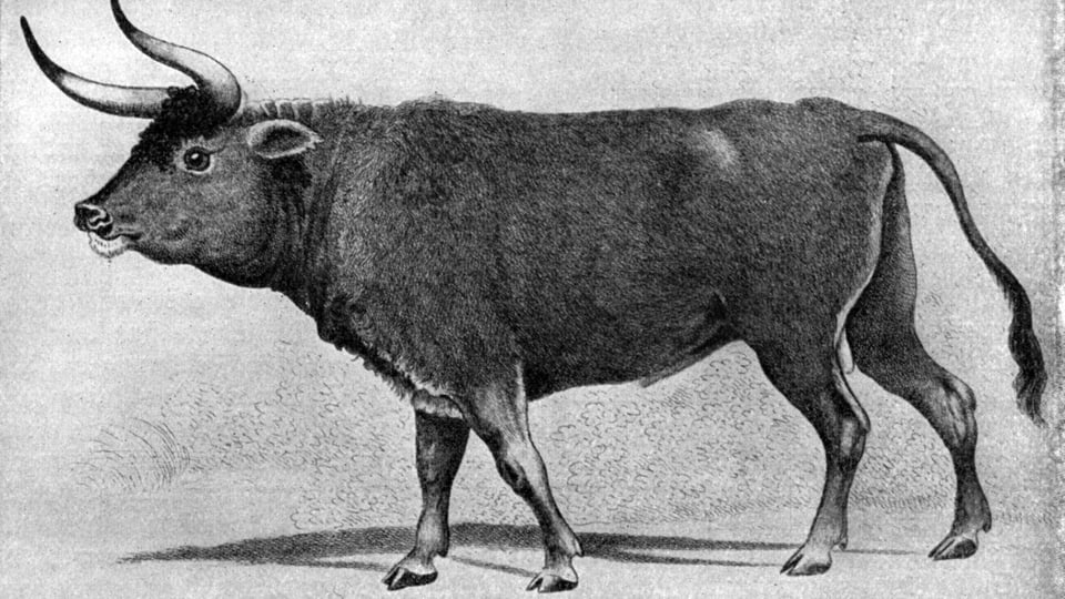 Zeichnung seitlich eines Tieres, das sowohl an eine Kuh als auch an einen Ochsen erinnert.