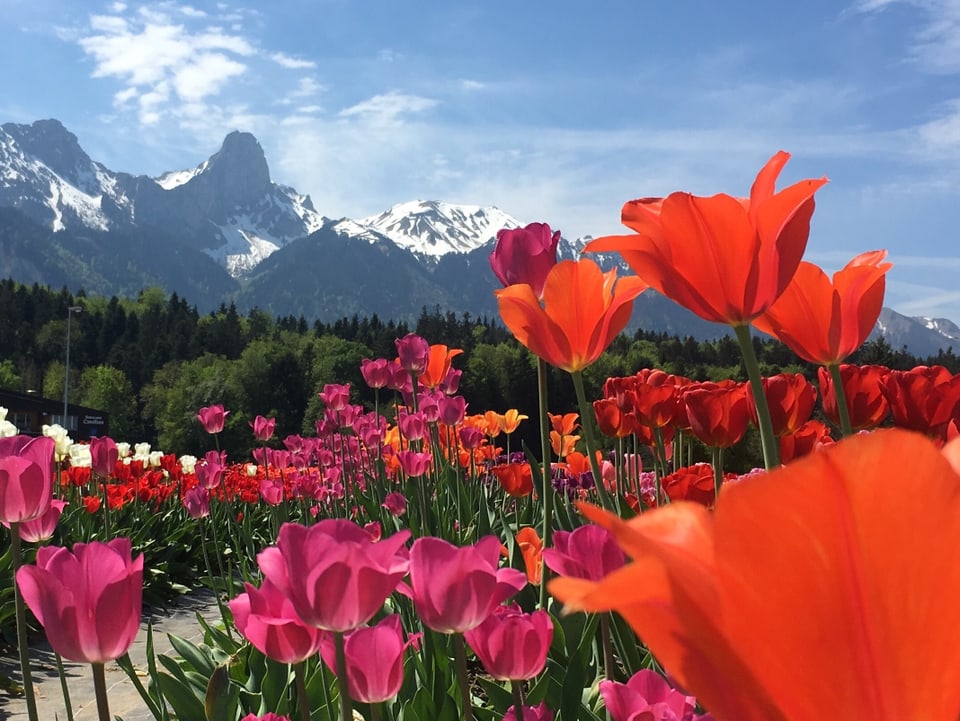 Tulpen im Vordergrund, Berge im Hintergrund.
