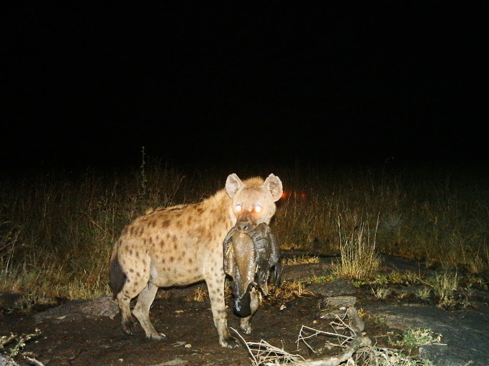 Eine Hyäne mit Beute im Maul.