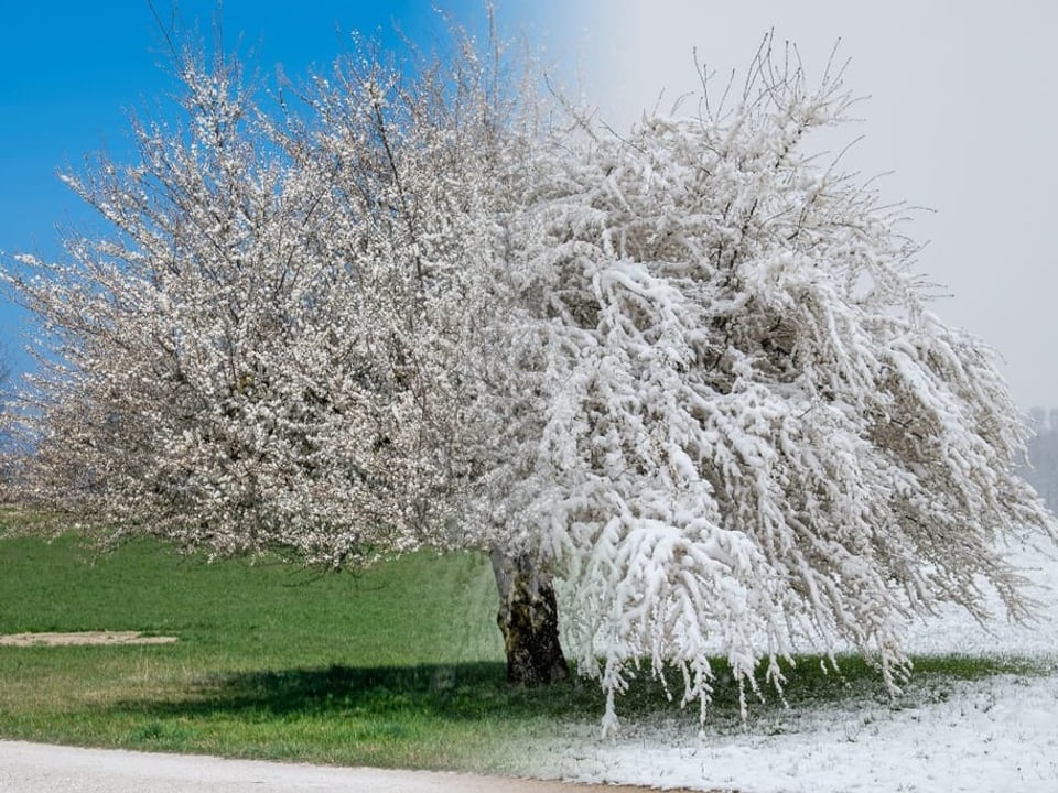 Vor nicht einmal einer Woche, war der wunderbare Pflaumenbaum in Vollblust, heute Morgen im totalen Winterkleid…