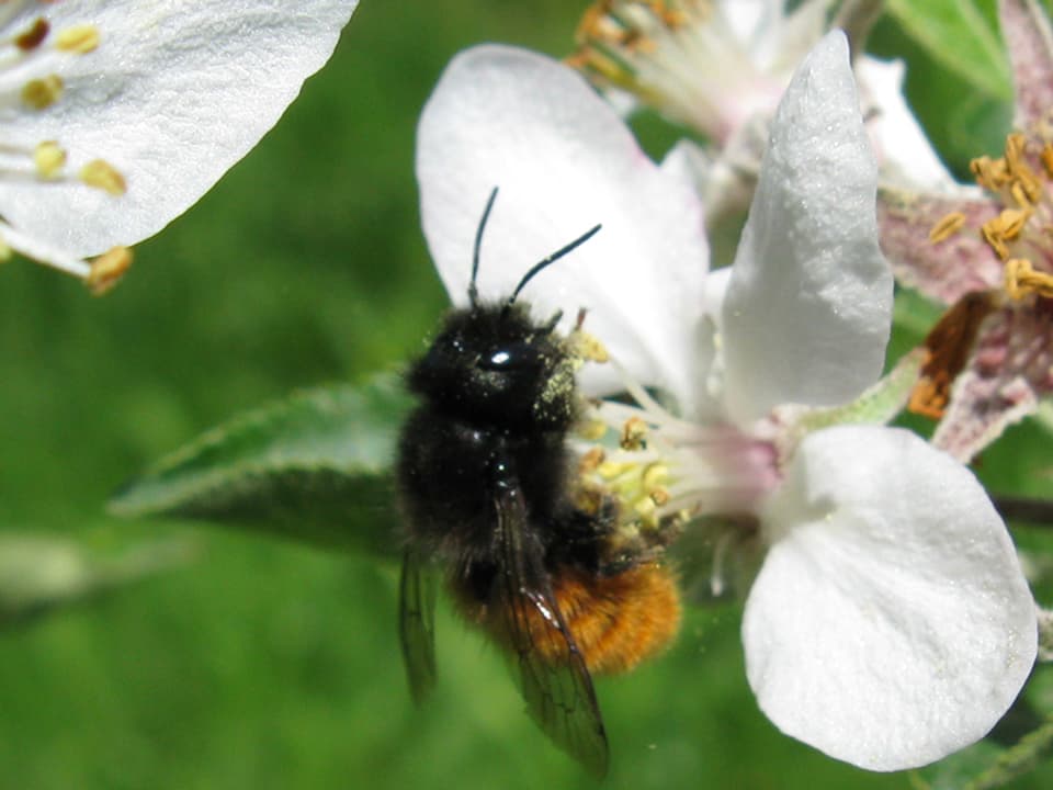 Biene auf weisser Blüte