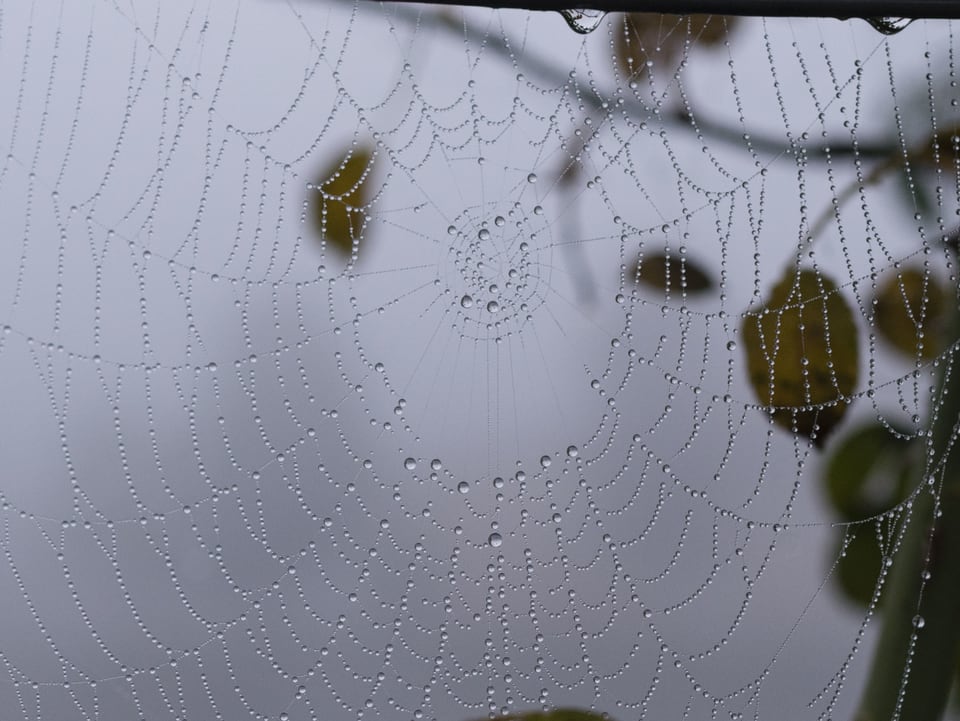 Spinnennetz mit Tröpfchen.