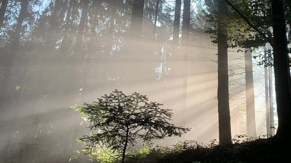 Sonnenstrahlen im Nebel