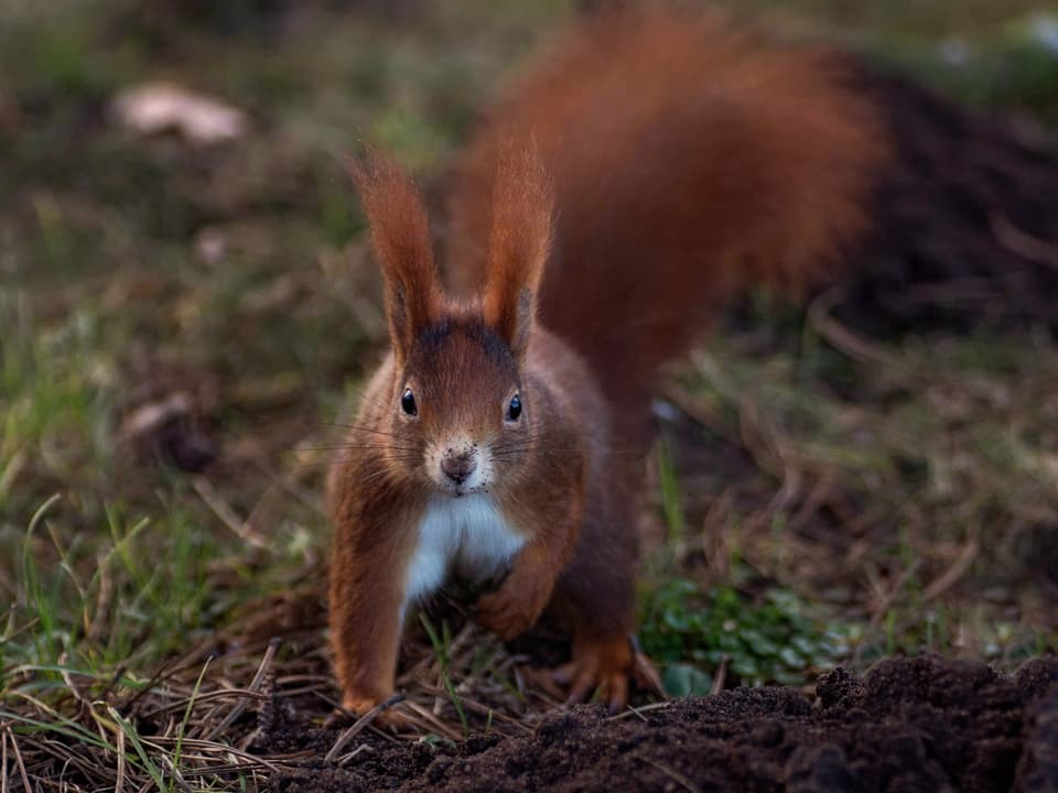 Ein Eichhörnchen sitzt auf dem Waldboden und schaut in die Kamera.